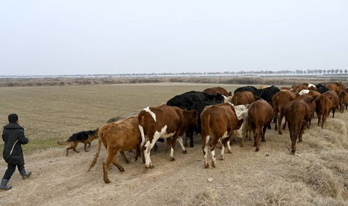 牧場增值新思路 黃河灘放養牲畜的互聯網文化解讀